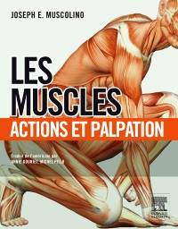 Muscles : action et palpation